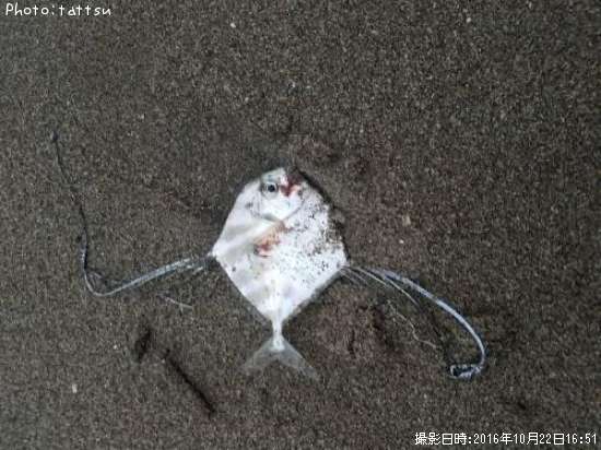 ���ȥҥ�����