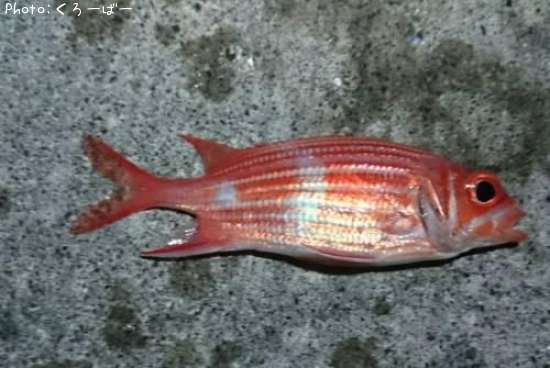 ���åȥ�����