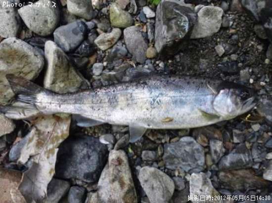 ����ʡ����ޥ�