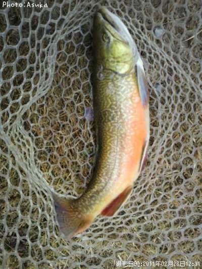 ���㥬���ȥ饦��