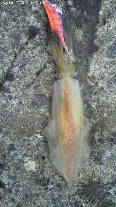 ����ɥ�����