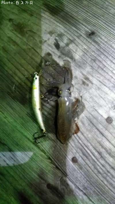 ����ɥ�����