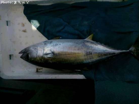 �����塼�ڥ��ĥ���