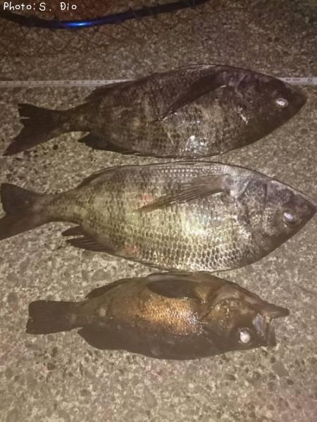 ����������Х�