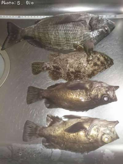 ����������Х롢��饽��