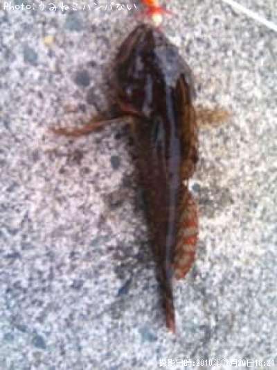 ���������֤�����