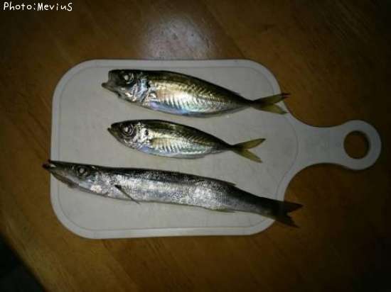 ���ޥ�������