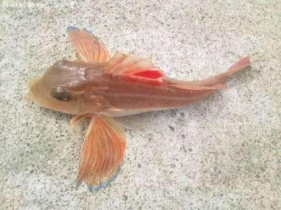 ���ʥ�����