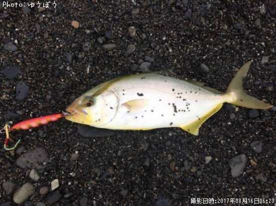 ����ѥ��ʥ��祴��