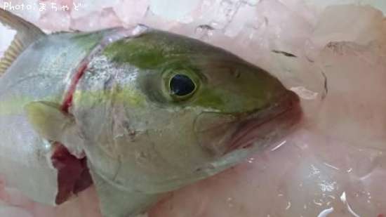 ����ѥ��ڥ�����롼��