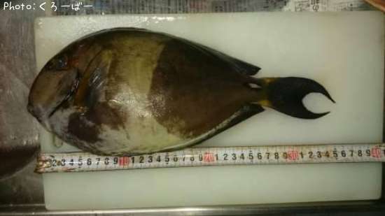 ������ϥ�