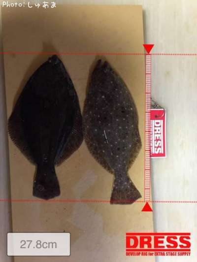 ���쥤���ҥ��