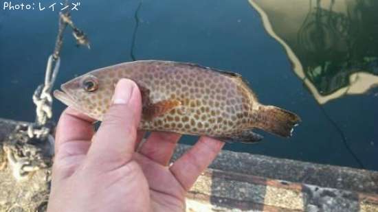 �������������ϥ�