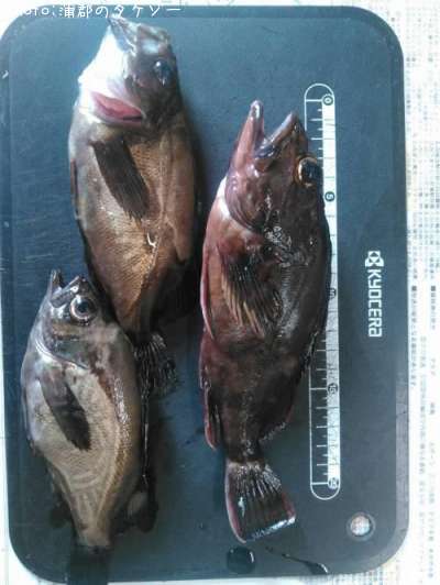 ����������Х�