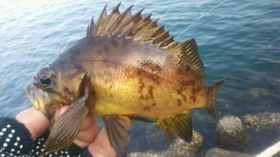 ����������Х�