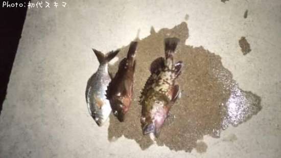 �����������ߥ��ʥ�