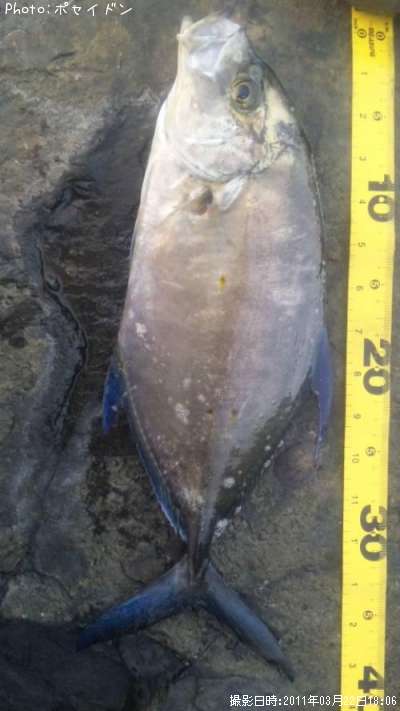 �����ߥ���