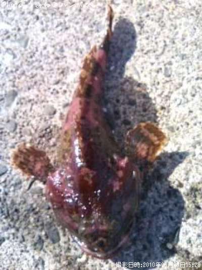 ���ॷ������