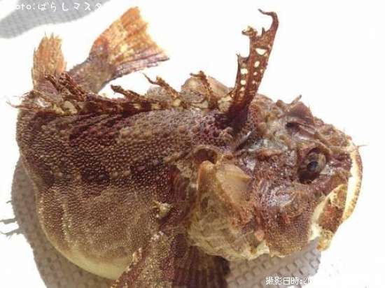 ���ॷ������