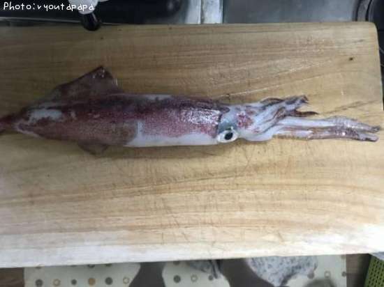 ���󥵥�����