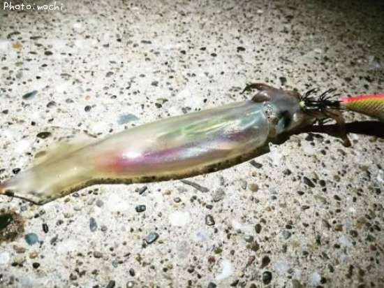 ���󥵥�����