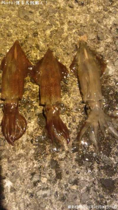 ���󥵥�����