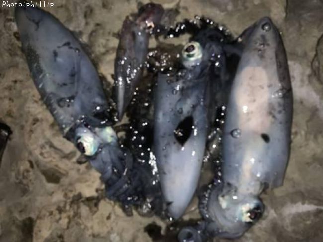 ���󥵥������������ꥤ��