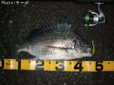 ���ӥ����