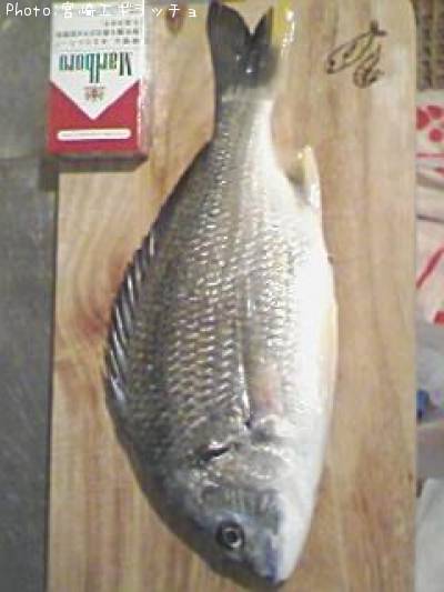 ���ӥ����