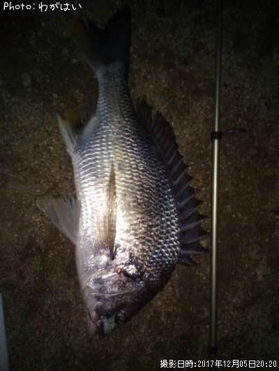 ���ӥ졢������