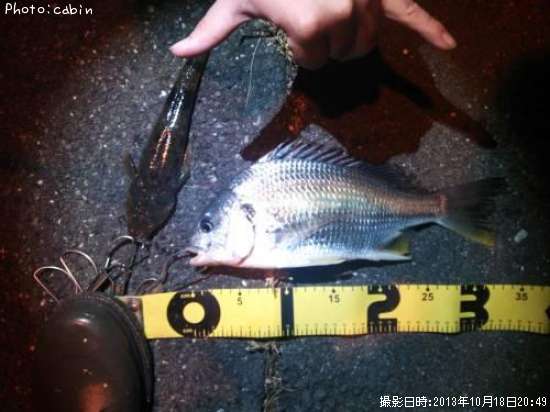 ���ӥ�ȥޥ���