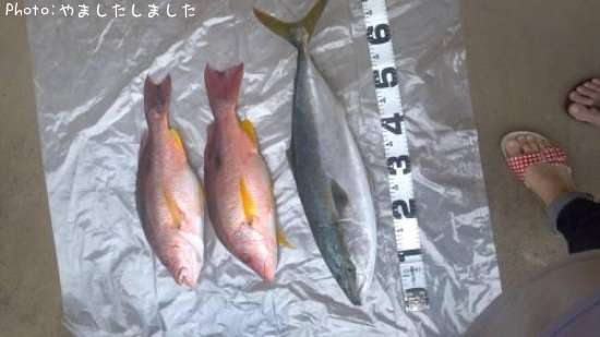 ���դ�������