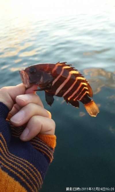 �����ϥ�