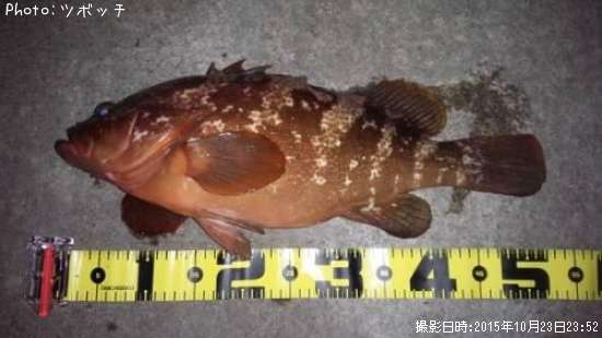 �����ϥ�