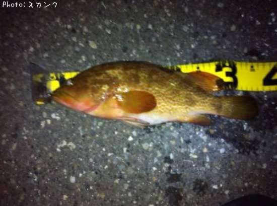 �����ϥ�