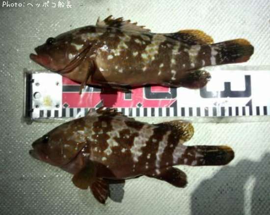 �����ϥ�