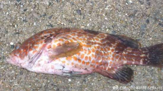 �����ϥ�