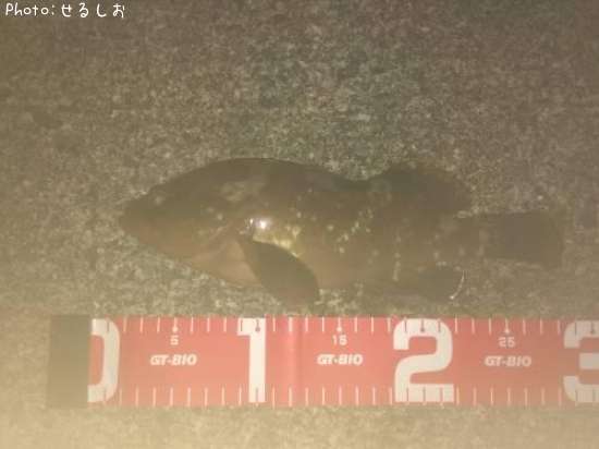 �������ϥ���