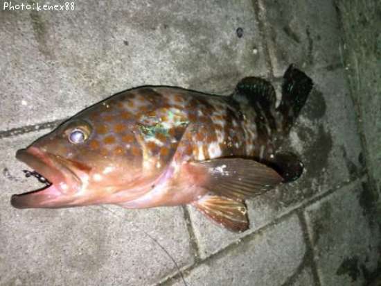 �����ϥ��ʥ�������