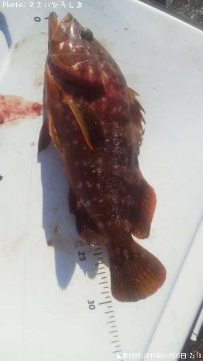 �����ϥ��ʥ�������