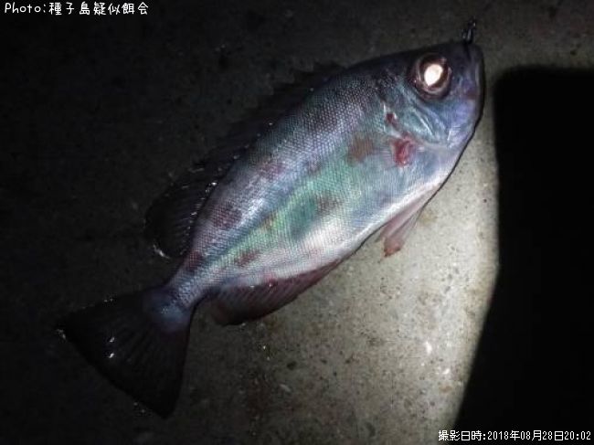 ����ȥ�����