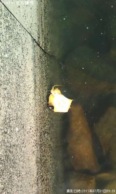 �����˥ϥ�