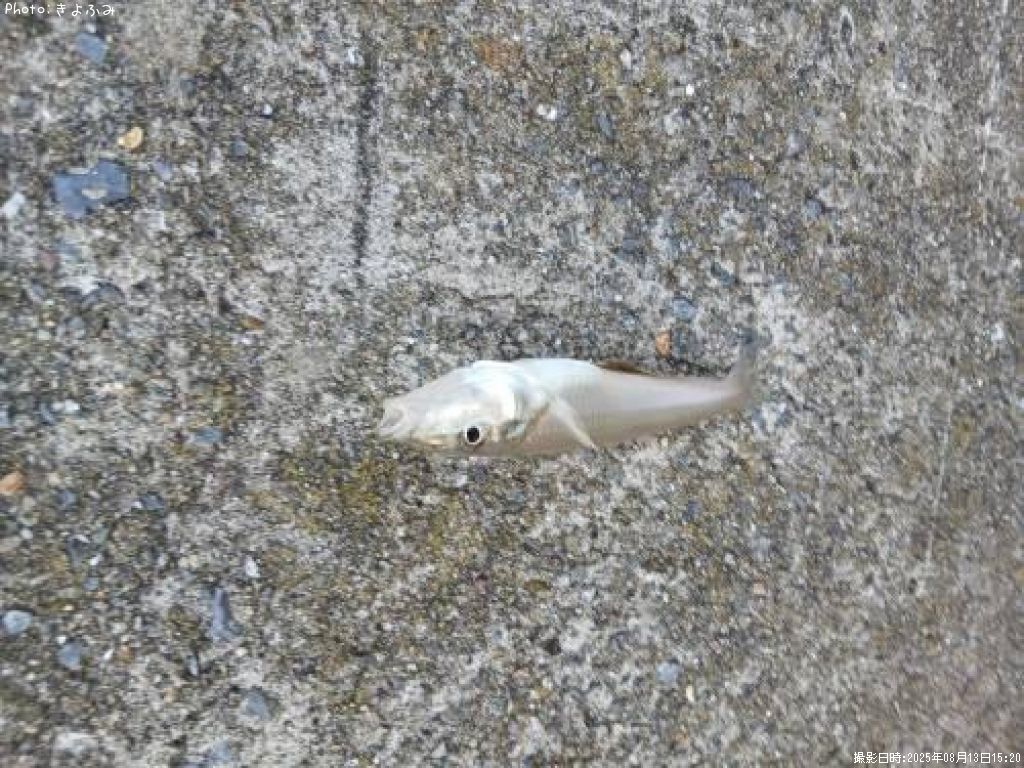 ���������㥳