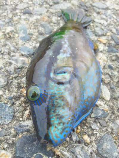 �����ޥ�����٥�