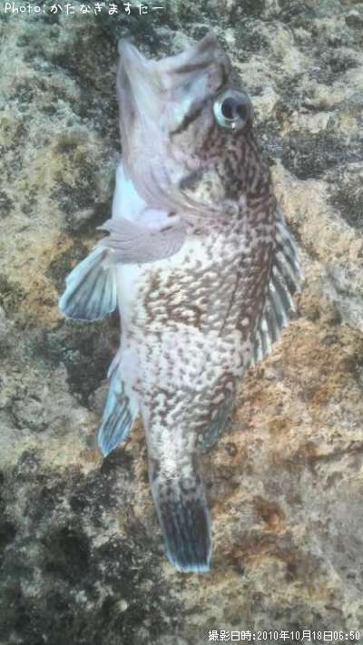 ���ĥͥ�Х�