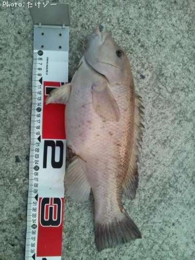 ���֥���