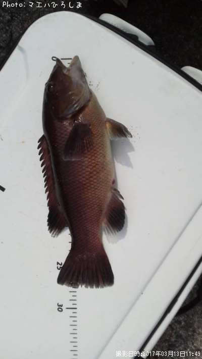 ���֥����λҶ�