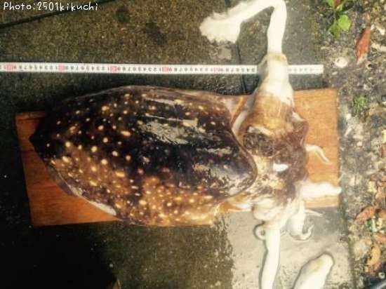 ���֥���