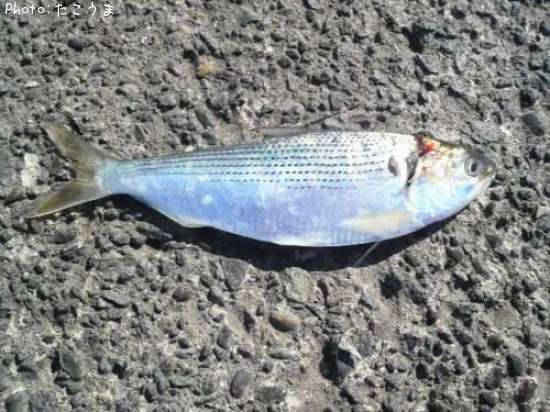 ���Υ���