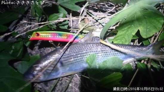 ���Υ���������